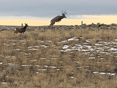 Deer-jumping-fence-12-19.jpg