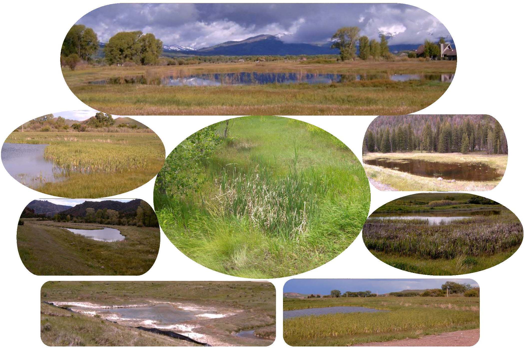 various types of wetlands collage