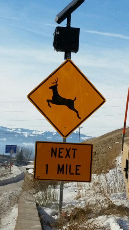 The Reason You Aren't Seeing Any New Deer Crossing Signs In MN