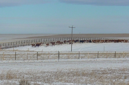 /files/live/sites/wydot/files/shared/Winter_Research/snowfencecattle%20448.jpg